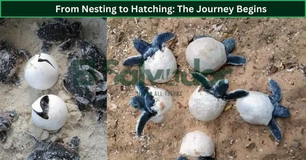 From Nesting to Hatching: Turtle Release El Salvador
