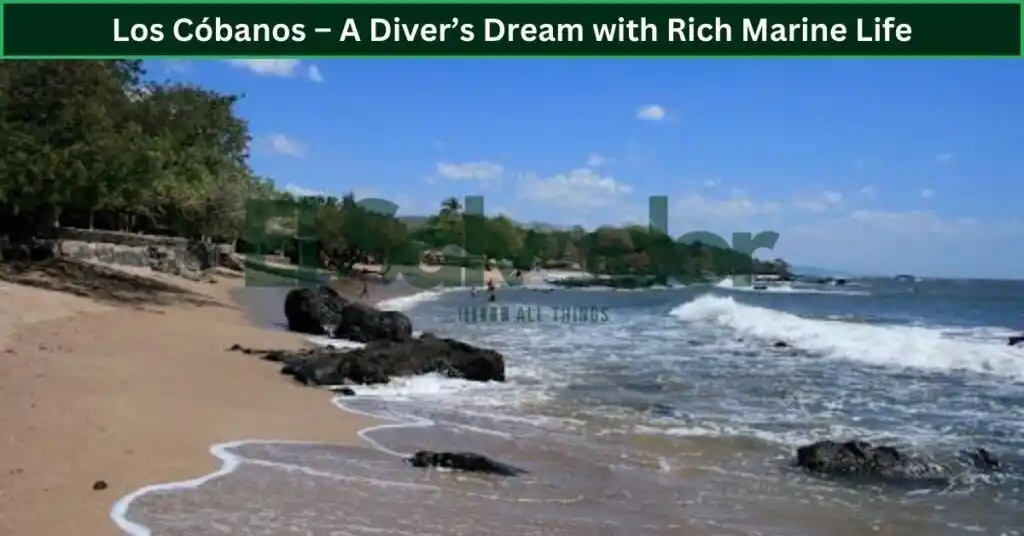 Los Cóbanos – A Diver’s Dream with Rich Marine Life
