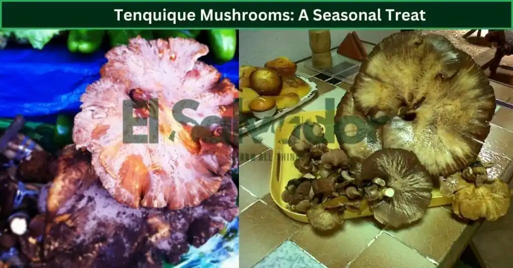 Tenquique Mushrooms: A Seasonal Treat