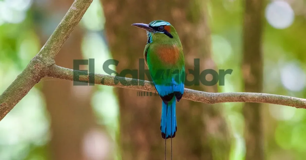Turquoise-browed motmot,