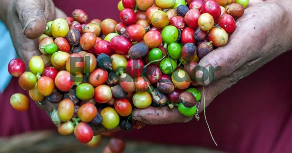 How to Bring Coffee or Food Back from El Salvador
